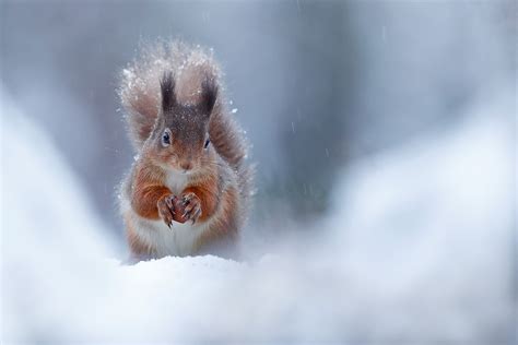 How to Photograph Winter Wildlife - Nature TTL