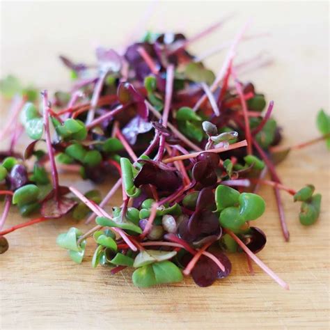 Top Ten Microgreens | Microgreens, Best microgreens to grow, Microgreen ...