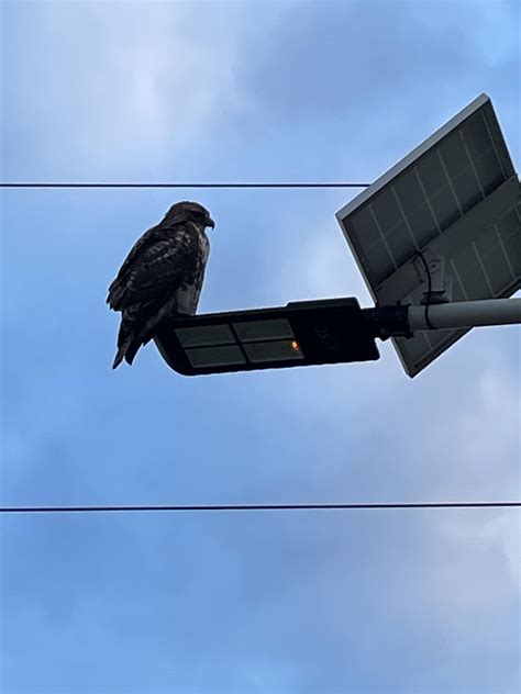 New model charging by solar panel. : r/BirdsArentReal