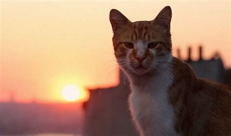 FILM REVIEW: Kedi - A Turkish Documentary About Cats | Cultured Vultures