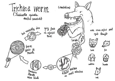 File:Trichinella life cycle.jpg - Wikimedia Commons