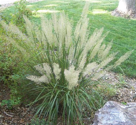 Calamagrostis brachytricha, aka Korean Feather Reed Grass, is a clump-forming ornamental grass ...