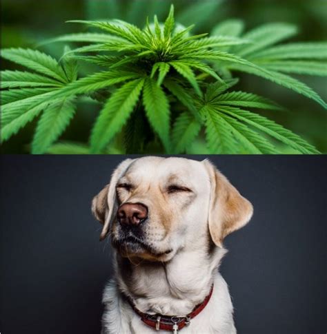 My dog ate weed… now what? | Bucksburn Veterinary Hospital