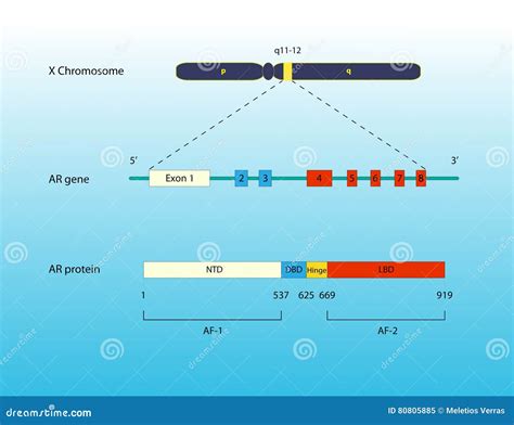 Androgen receptor gene stock illustration. Illustration of inheritance - 80805885