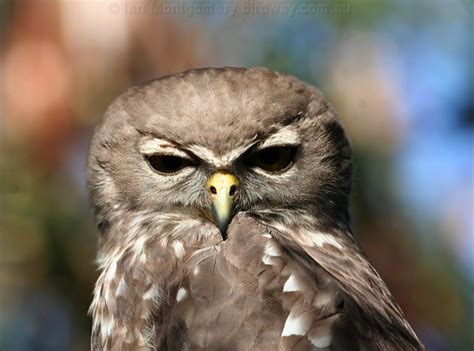 Barking Owl photo image 3 of 23 by Ian Montgomery at birdway.com.au