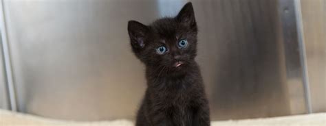 Black Cats with Blue Eyes: All Your Questions Answered