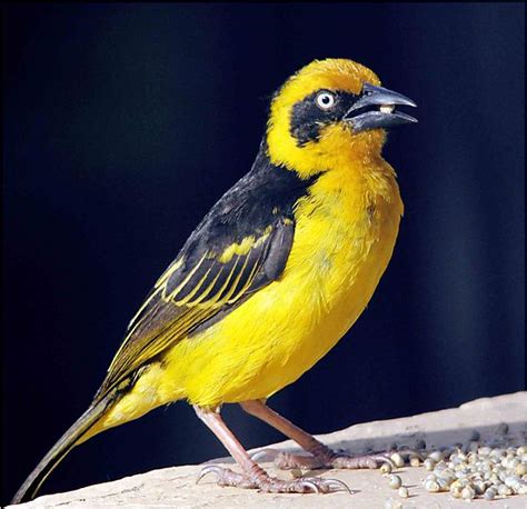 Yellow Weaver Bird photo, Nairobi Kenya Africa