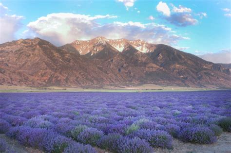 We’re Growing in Our Home State of Utah | Young Living Blog - US EN