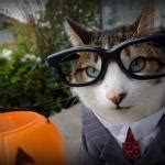 business cat Meme Generator - Imgflip