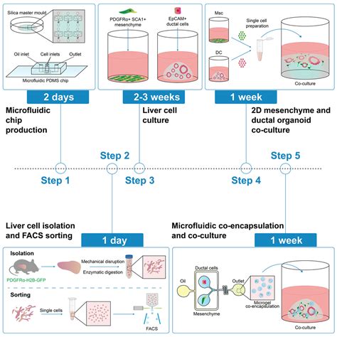 Cell Press: STAR Protocols