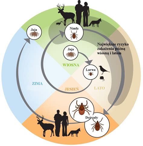 Hard Tick Life Cycle