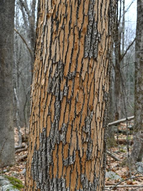 Ash Tree Bark Peeling - Reasons For Bark Coming Off Ash Trees