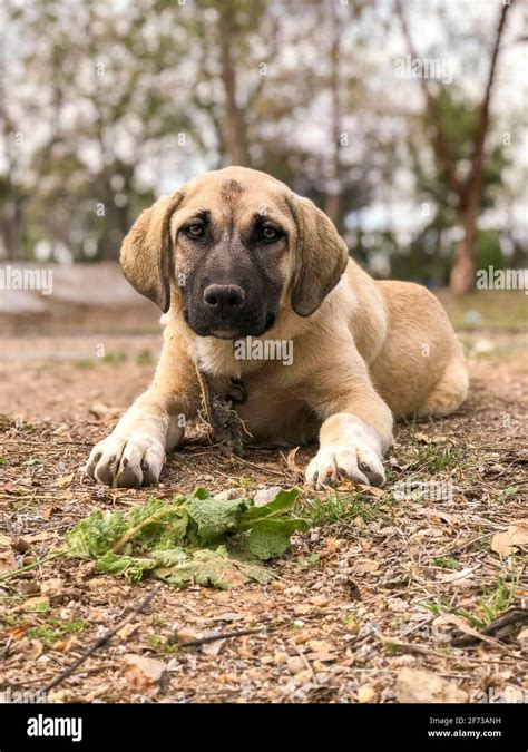 Kangal Dog High Resolution Stock Photography and Images - Alamy