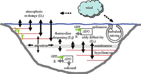 Conceptual figure showing the DO fluxes that are taken into account in... | Download Scientific ...