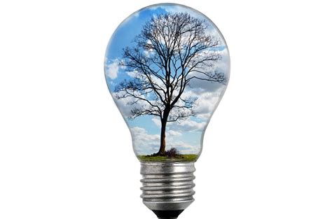 Bulb Light With Tree Free Stock Photo - Public Domain Pictures