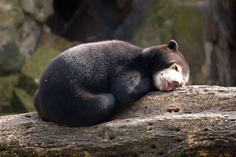 Sleepy baby sun bear : r/aww