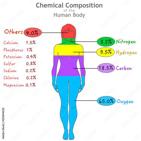 Chemical composition. Elements in human body. Percent ratios of oxygen, carbon, hydrogen ...