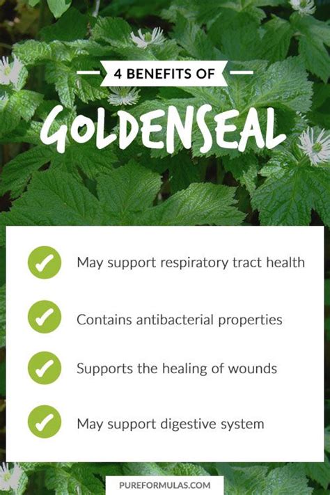 Goldenseal is an herbal remedy with numerous benefits for the body. Its antibacterial and anti ...