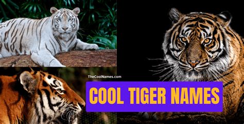 Cool Tiger Names And Nicknames For Pets & Stories [2024]