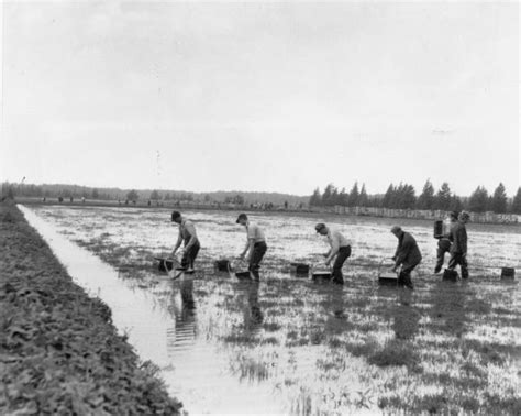 Harvesting Cranberries | Photograph | Wisconsin Historical Society