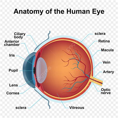 Partes Del Ojo Humano Anatomia Humana PNG ,dibujos Ojo, Anatomía, Iris PNG y Vector para ...