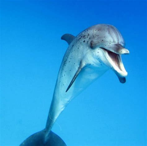 Laughing dolphin... | Dolphins, Animals, Dolphin swimming