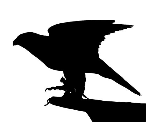 SVG > falcon raptor - Free SVG Image & Icon. | SVG Silh