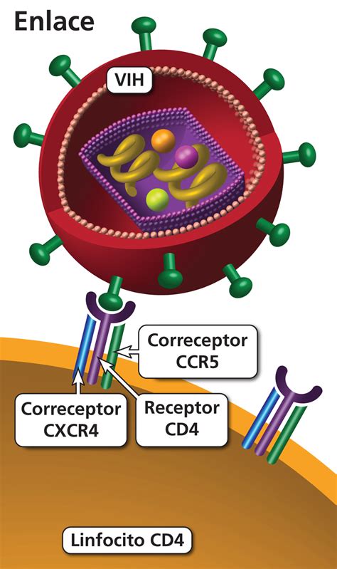 Antagonista de CCR5 | Clinicalinfo