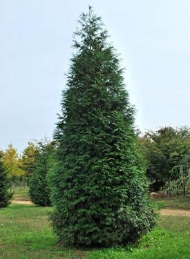 Evergreen Nursery Company Inc | ARBORVITAE GREEN GIANT