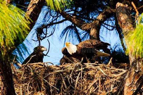 Bald Eagle Nest Florida stock photo. Image of florida - 202664470