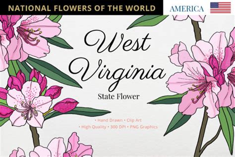 West Virginia State FlowerFlowers of the Graphic by Hanatist Studio · Creative Fabrica