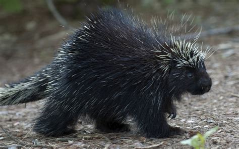 Prickly porcupine quills may hold clues for medical technology - Ars Technica