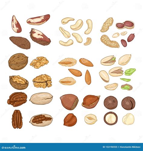 Vector Cartoon Set of Nuts. All Types of Edible Nuts Stock Vector - Illustration of drupe ...