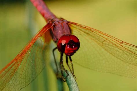 Red Dragonfly Meaning & Symbolism (Courage & Love)