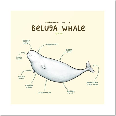 Anatomy Of A Beluga Whale Wall And Art Print in 2023 | Beluga whale ...