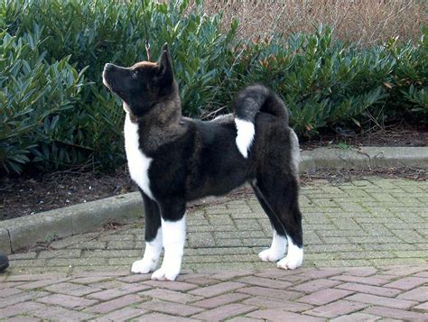 American Akita - Dogs breeds - Similar breeds | Pets