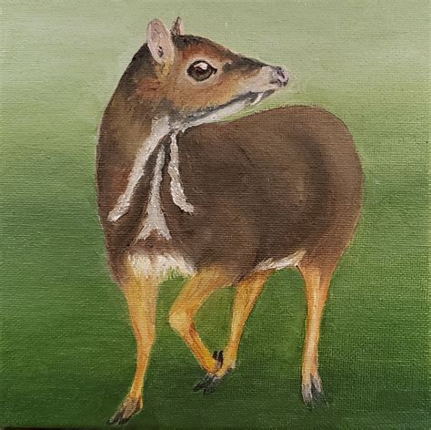 Philippine Mouse Deer Pilandok