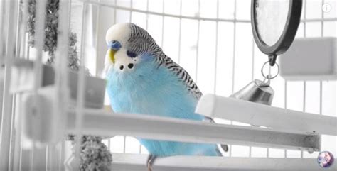 Budgerigar Care Sheet | Birds Coo