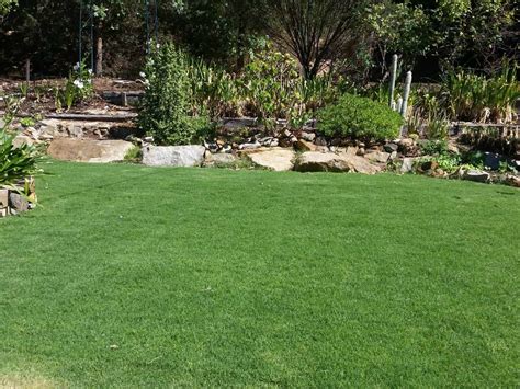 Benefits of Couch Grass for Premium Lawns | GOLR