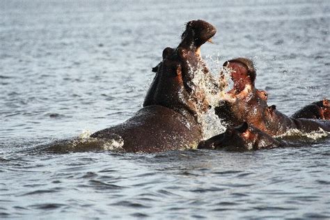 Male_Hippopotamus_Fighting_600 | Hippoworlds