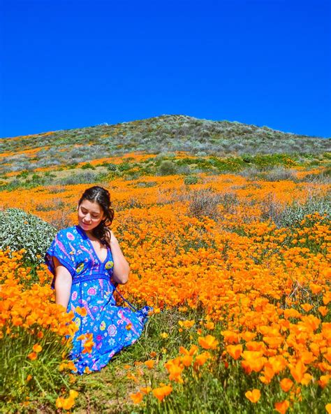 Southern California "SuperBloom" Wildflower Guide | Le Wild Explorer