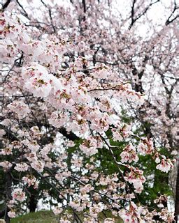 Snow on cherry blossoms | Big Ben in Japan | Flickr
