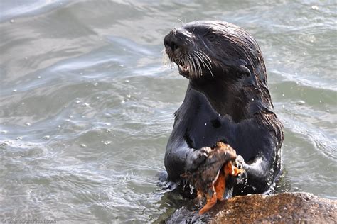 Sea Otter Breaking Open Mussel Against Rocks (One More) | Flickr