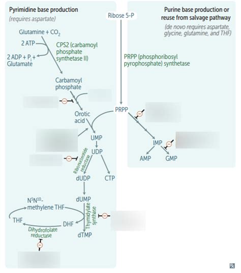 USMLE -- Biochemistry Diagram | Quizlet