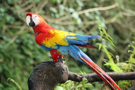 Macaws for Sale