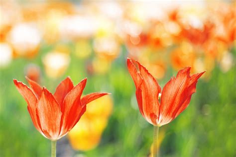 Tulips With Bokeh Background Free Stock Photo - Public Domain Pictures