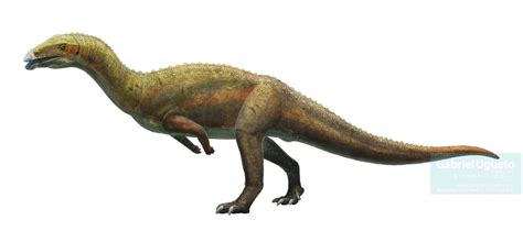 Sillosuchus | Fossil Wiki | Fandom