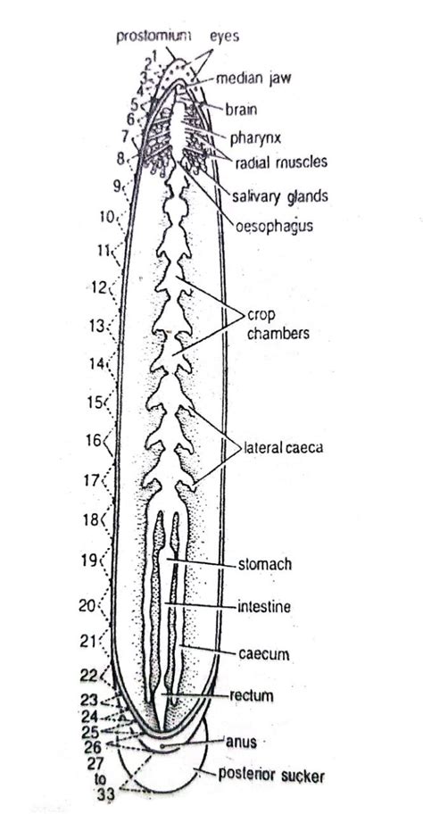 The Digestive System of Hirudinaria | Leech | Diagram