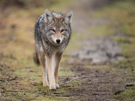 Aggressive coyotes prompt warning about Stanley Park trails near ...