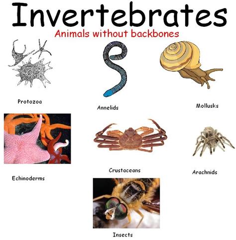 Classes Of Invertebrates For Kids